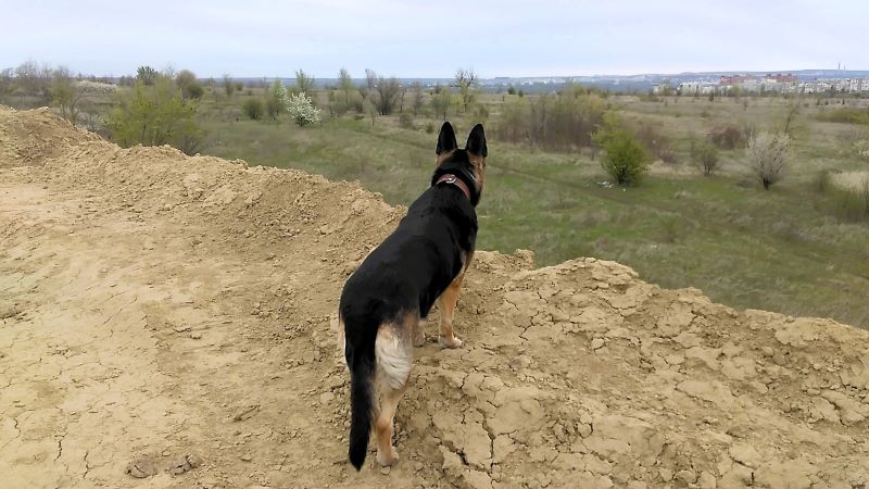 Праздник для Кейси