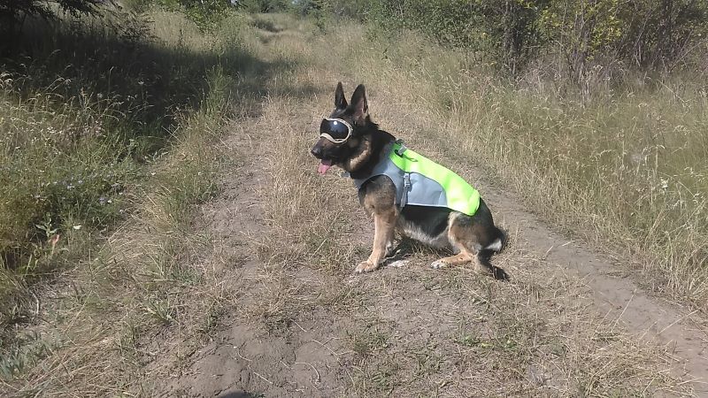 Как помочь собаке в жару